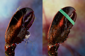 The Gourmand - Lobster